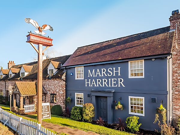 Marsh Harrier Norwich